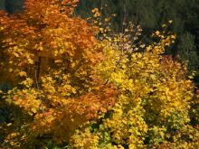 Natur Herbstbäume.JPG
